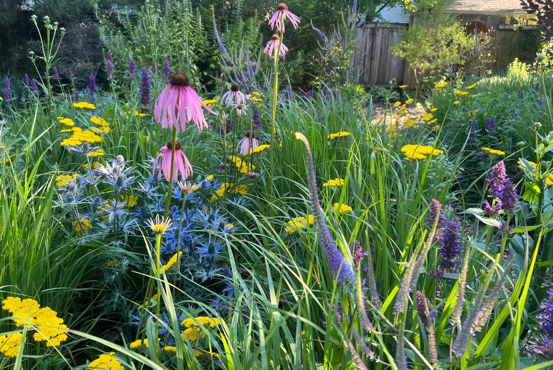 Mixed flowering perennials and grasses in the garden.