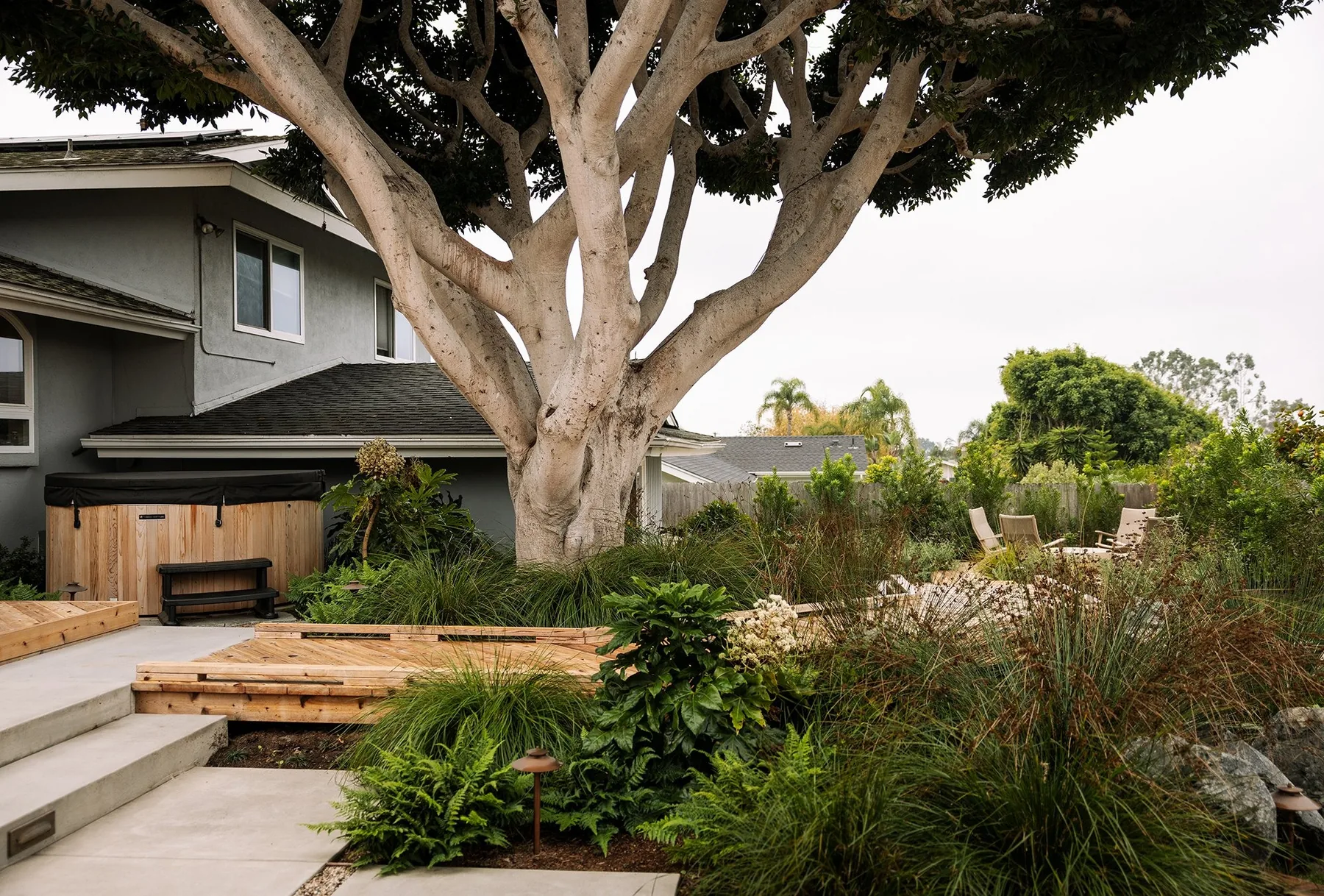 Large ficus above cedar steps and layered garden beds.