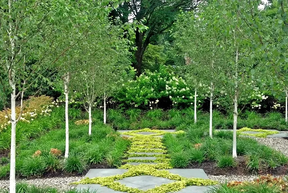 Stepping-stone path through a grove of birches.